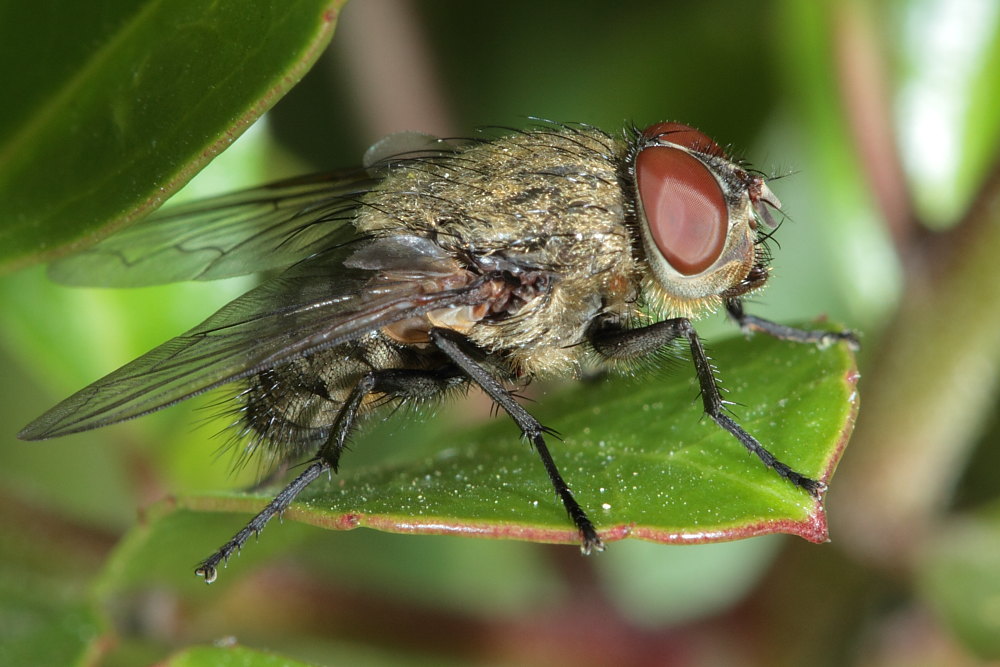 Pollenia rudis?